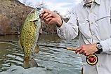 Fly fishing for small mouth bass