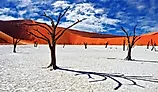 Dead Camelthorn Trees against red dunes and blue sky in Deadvlei, Sossusvlei. Namib-Naukluft National Park.