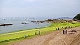 Workers are collecting and removing sea lettuce from Badaguan Beach, China, resulting from algal bloom due to water pollution. Editorial credit: Wang Junqi / Shutterstock.com