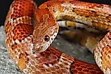 Portrait of a Corn Snake on a rock. 