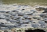 American alligators in a South Florida swamp, Everglades National Park. United States
