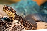Close up of a northern cottonmouth snake.
