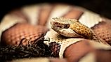 Eastern copperhead (Agkistrodon contortrix) close-up. 