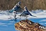 Two blue jays engaged in a fight. Image credit: Michael Cummings/Shutterstock.com