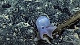 Casper was spotted on the Ala 'Aumoana Kai Uli in Papahanaumokuakea Marine National Monument Expedition at a record 14,000 feet below sea level. Image copyright Ocean Exploration Trust, NOAA
