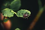 A tick sits on a leaf in the forest and waits for its victim.
