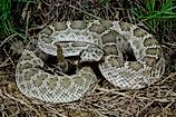 Prairie rattlesnake (Crotalus viridis viridis) in South Dakota.