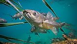 Underwater photo of Grass carp.