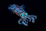 Bigfin Reef Squid
