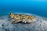 A spotted wobbegong (Orectolobus maculatus)