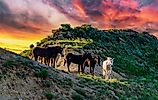 Wild mustang horses on the prairie, Theodore Roosevelt National Park, North Dakota, USA