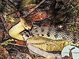 A keelback snake in Queensland, Australia.