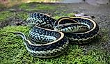Common garter snake.