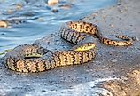 A large Diamondback water snake basking on a concrete slab adjacent to a water control structure in a Kansas wetland.