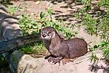 North American river otter on a sunny day. 