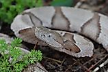 Close-up shot of an Eastern copperhead snake.