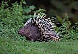 A porcupine