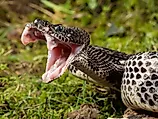 A timber rattlesnake exposes its fangs.