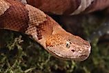 Copperhead Snake