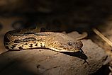 Russell's Viper snake. 