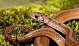 a dekay's brown snake on green moss, they are non venomous, scientific name Storeria dekayi