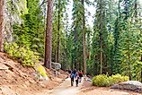 Sequoia National Park, California, Editorial credit: Chizhevskaya Ekaterina / Shutterstock.com