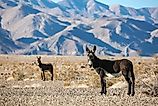A wild burro in the hot desert of Death Valley, California.