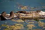 Northern water snake sunning on log in the pond. 