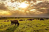 A herd of bison