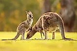 Eastern grey kangaroos.
