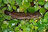 Snakehead fish swimming around water plants, 