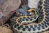 Black-necked Gartersnake Thamnophis cyrtopsis.