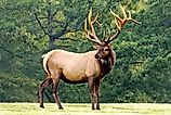 An Elk (Cervus canadensis)