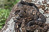 Timber rattlesnake birthing rookery from New York