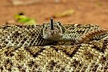 The Western Diamondback Rattlesnake (Crotalus atrox) is a venomous rattlesnake species found in the United States and Mexico.