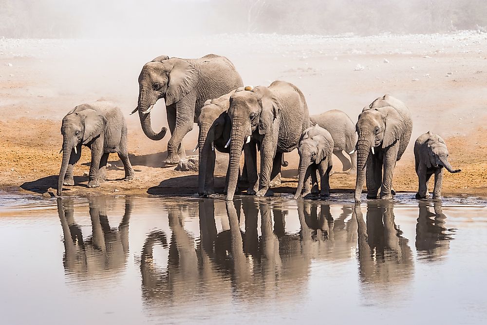 How Many Elephants Are There in the World? WorldAtlas