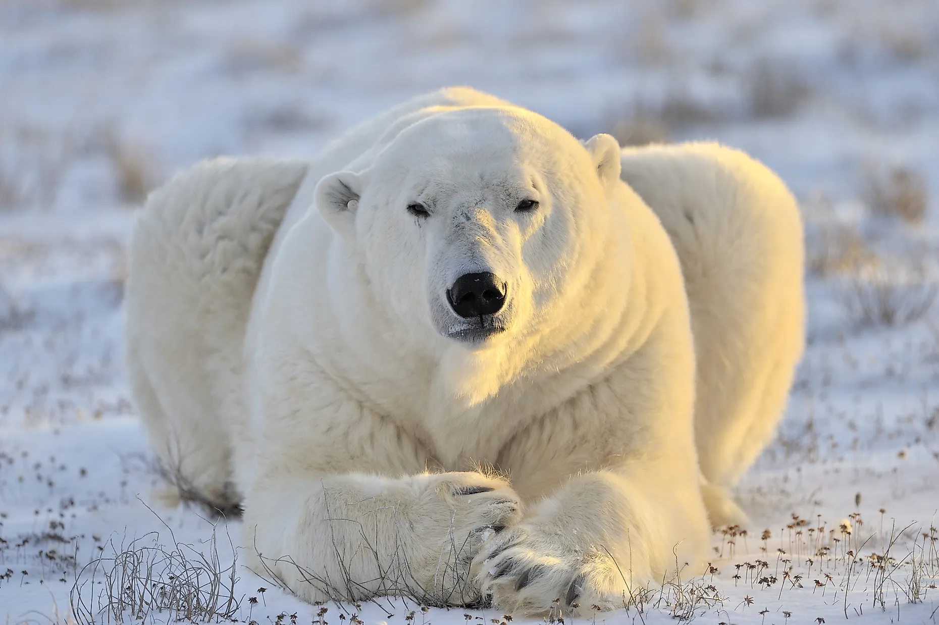 The Whole World Must Unite To Save The Polar Bears - WorldAtlas