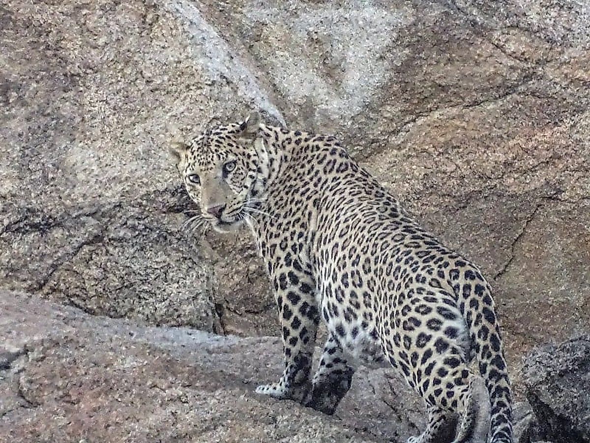 Tourism Is Cementing The Unique Bond Between Leopards And Humans In A