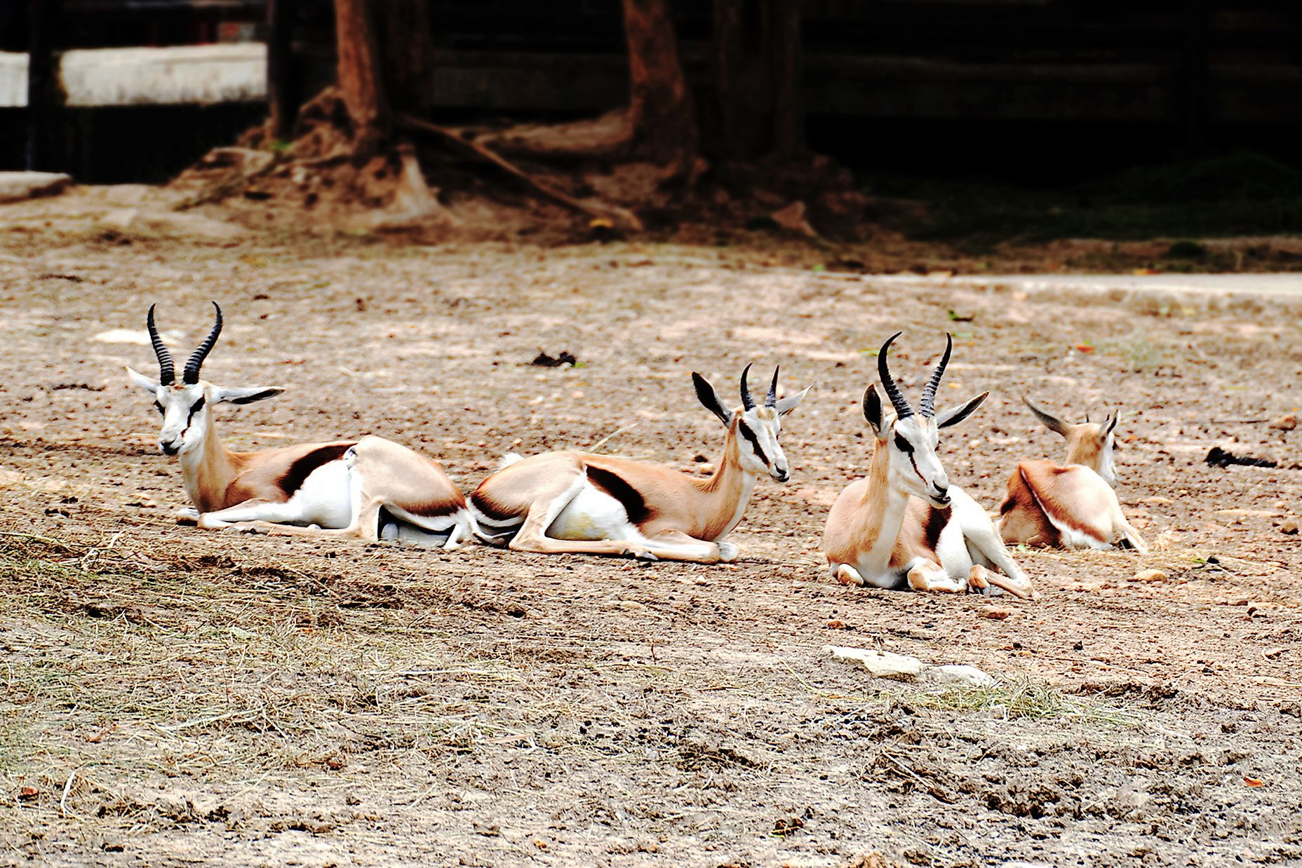 Unique Species Of Africa: The Dibatag - WorldAtlas