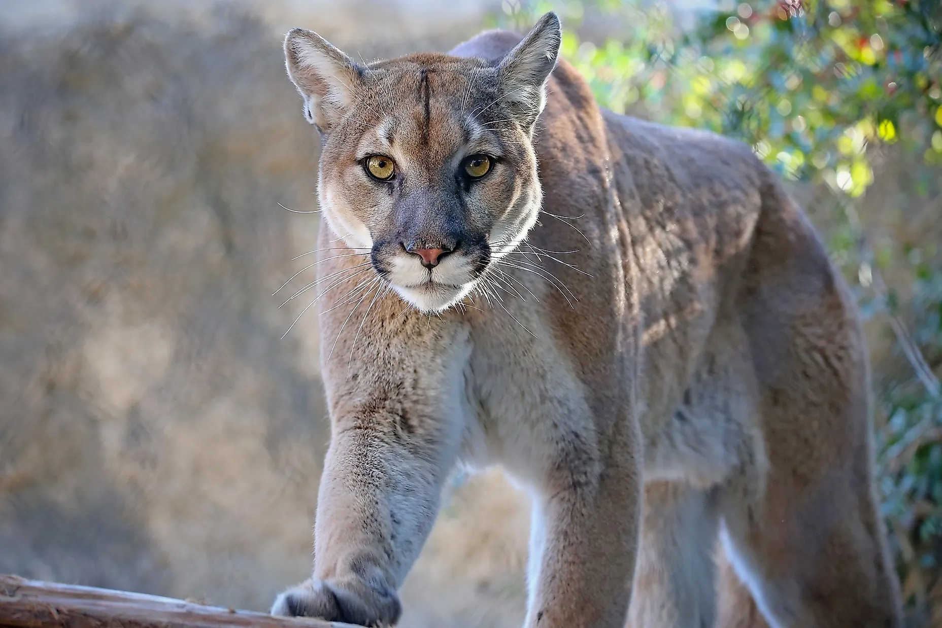 Mountain Lion Facts: Animals Of North America - WorldAtlas