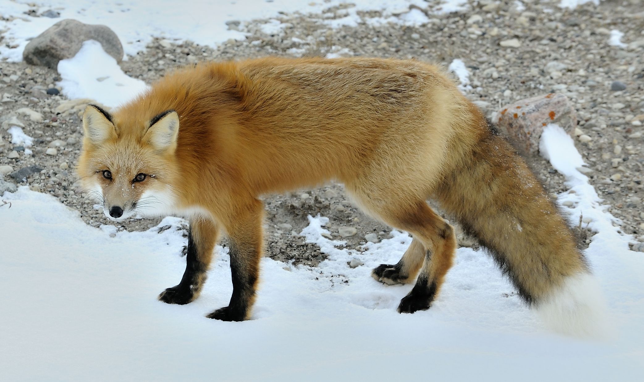 Red Fox Animals Of North America Worldatlas