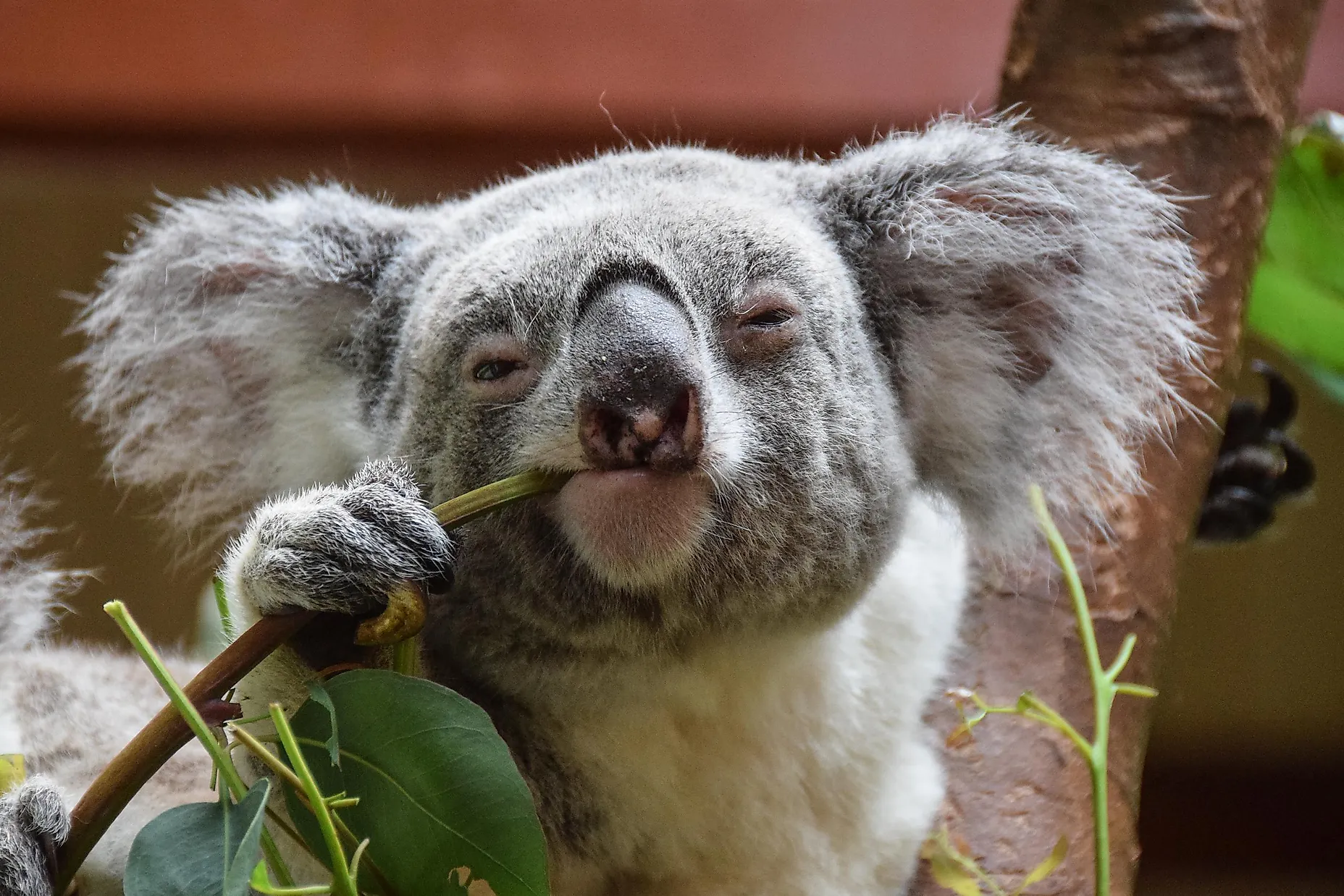 koala wet koala wet
