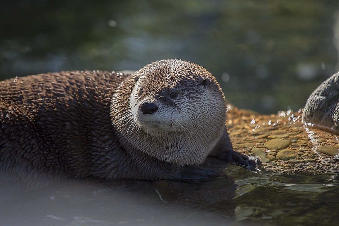 River Otter Facts: Animals of North America - WorldAtlas