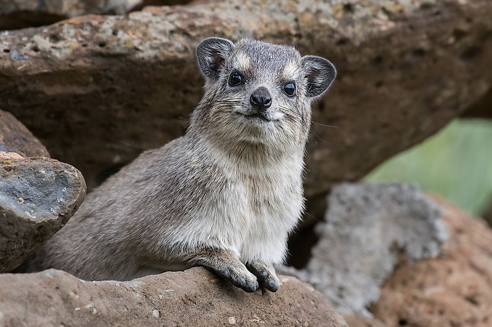 Hyrax Facts Animals of Africa WorldAtlas