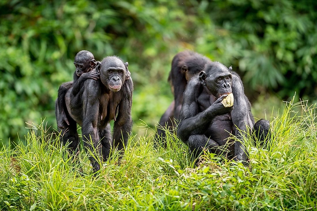 Bonobo Facts - Animals of Africa - WorldAtlas