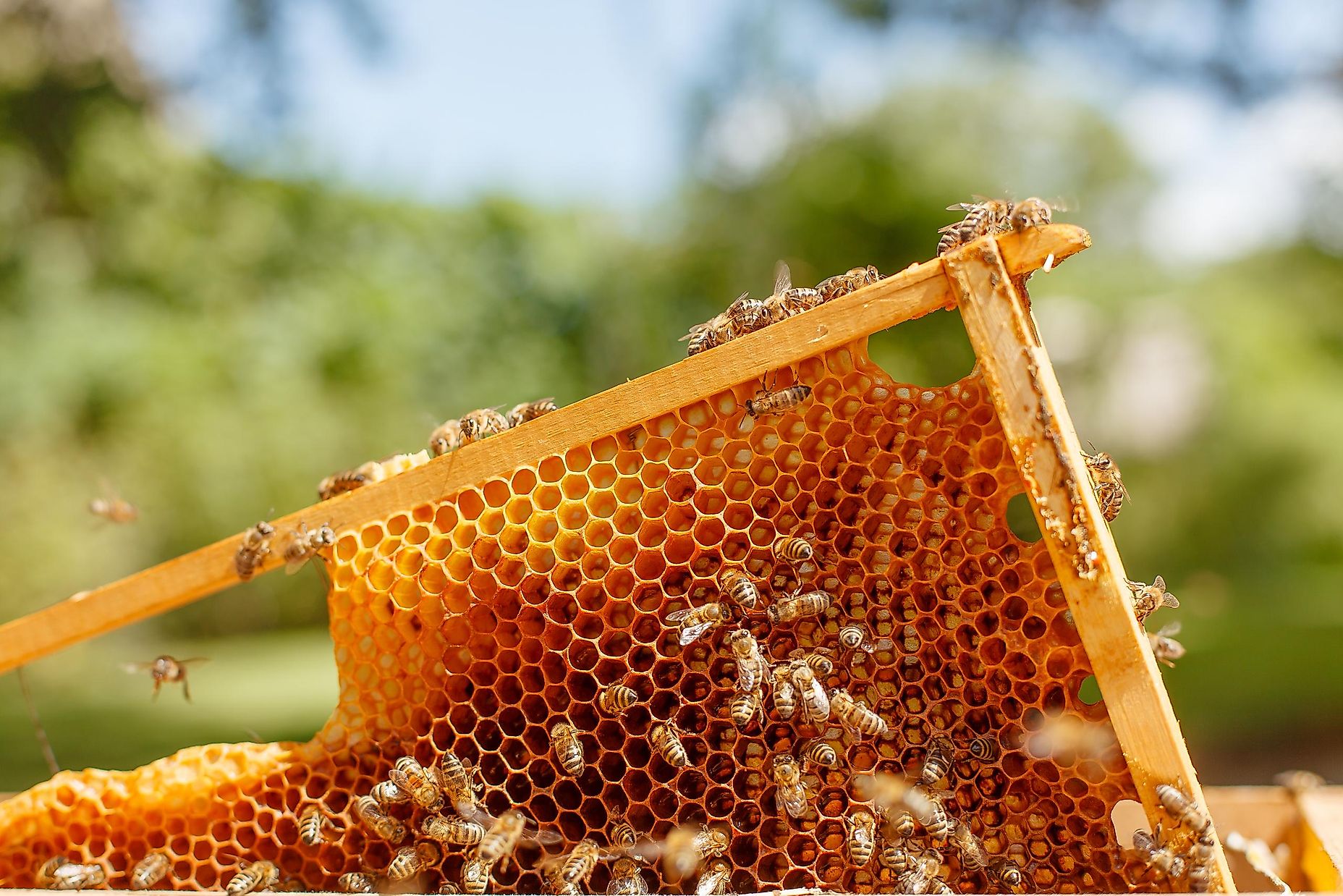 How Do Bees Make Honey WorldAtlas