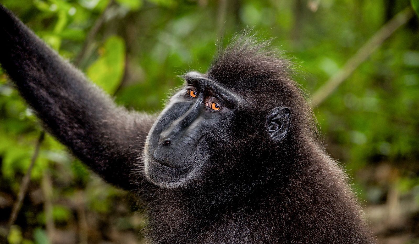 10 Animals Found In Indonesia - WorldAtlas