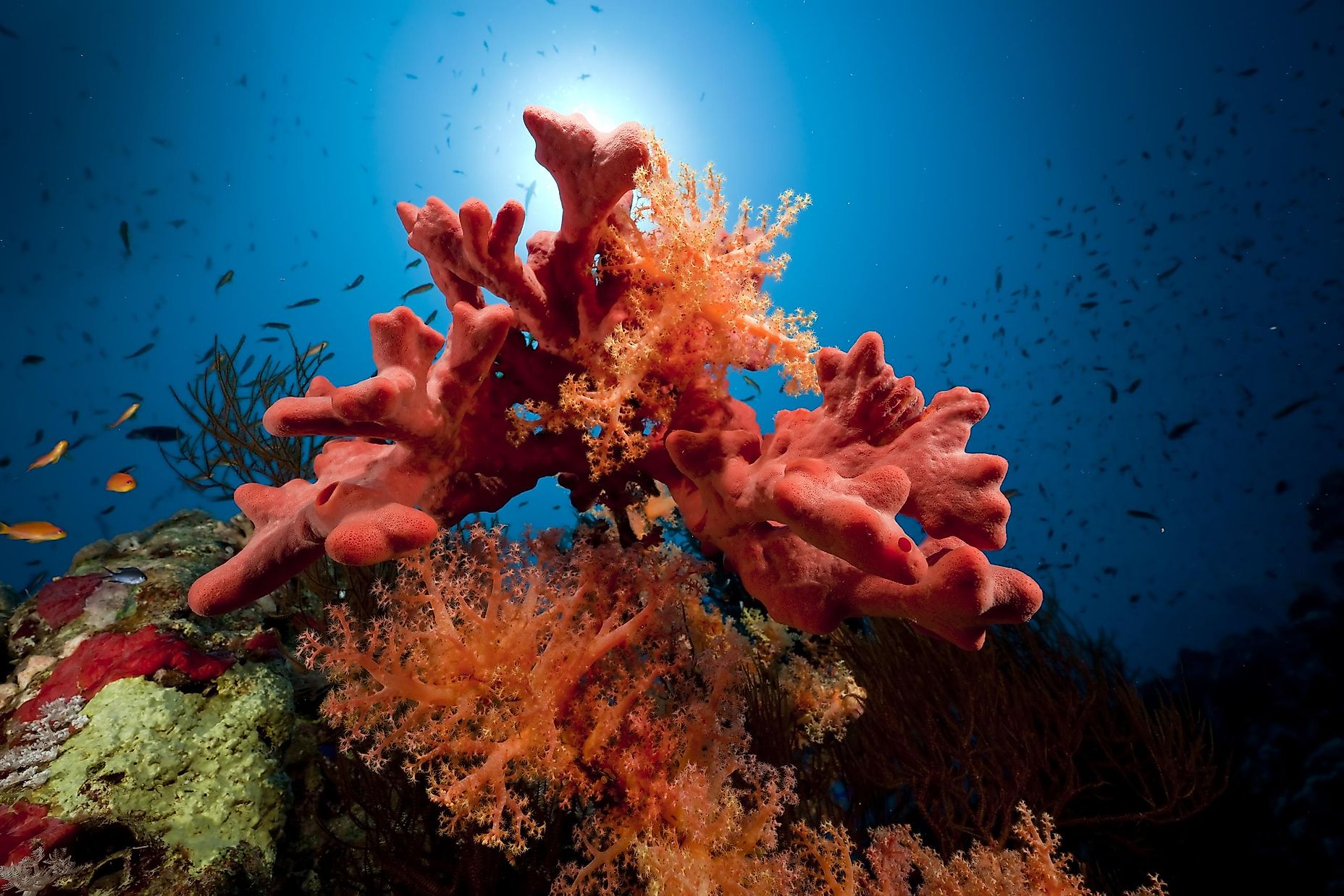 Precious Corals Treasures From The Depths WorldAtlas