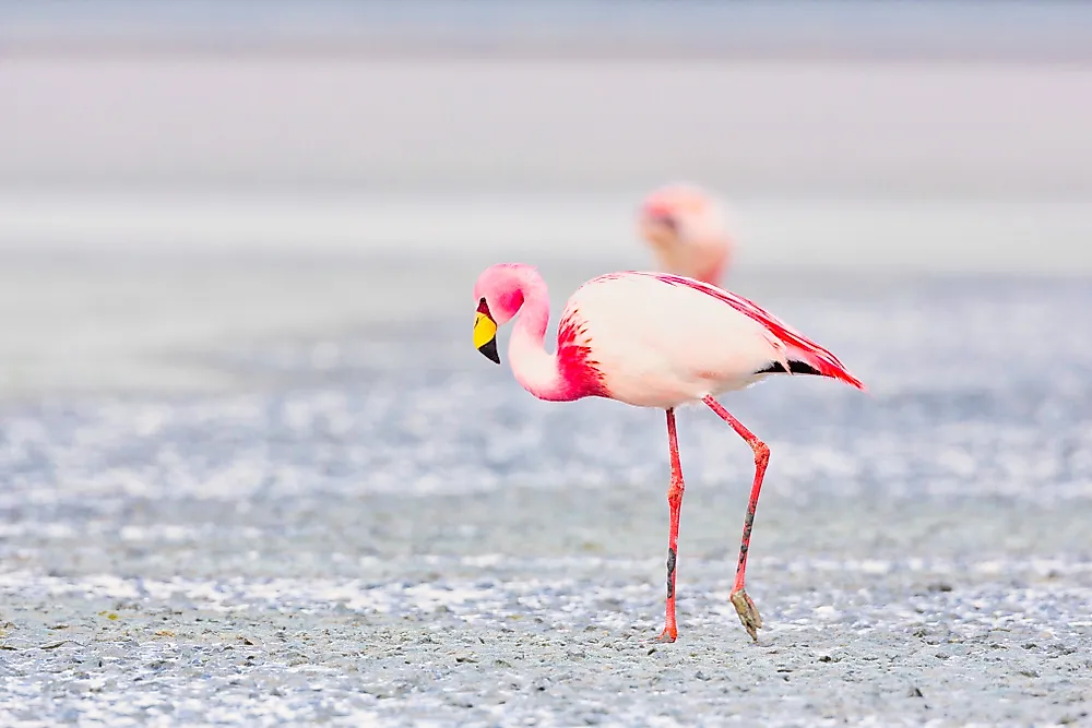 Why are Flamingos Pink? WorldAtlas