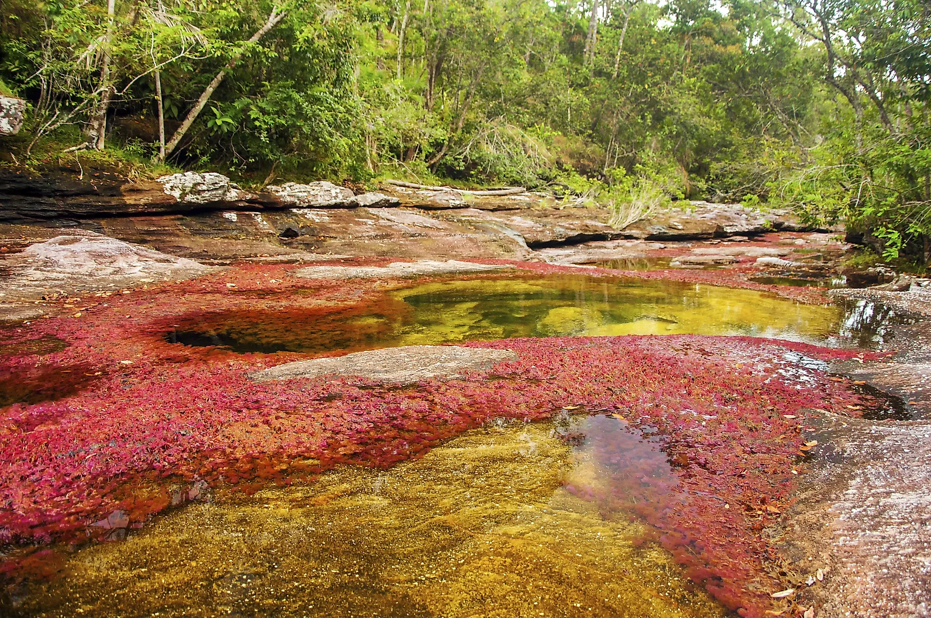 Caño Cristales River, Colombia - Unique Places around the World Caño Cristales River, Colombia - Unique Places around the World